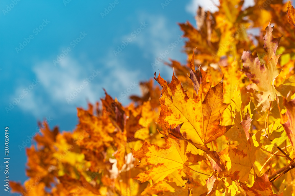 maple leaves against the sky maple leaves against the sky