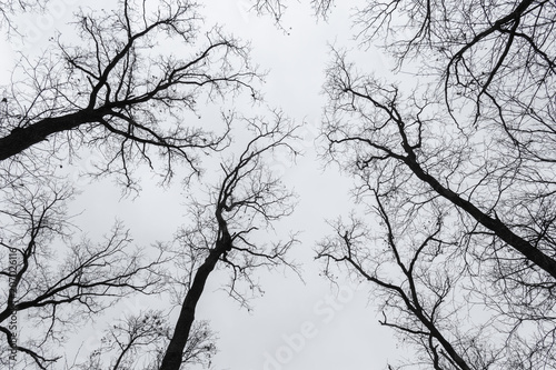tree silhouette against the sky