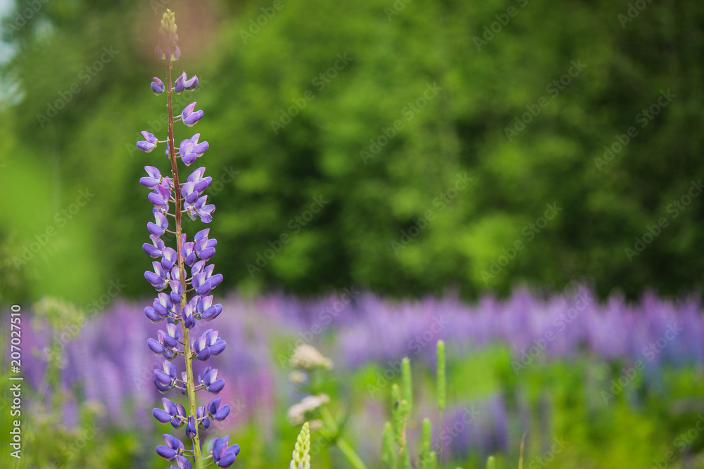 lupin lupin