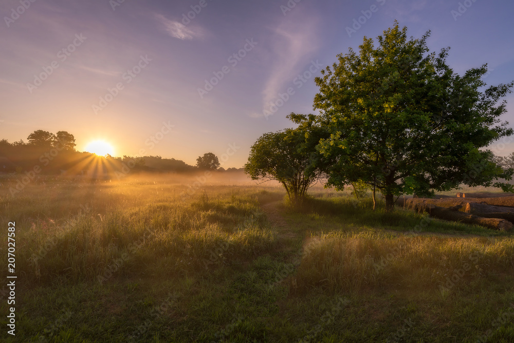 Naklejka premium idyllischer Sonnenaufgang auf einer Wiese in Mecklenburg-Vorpommern