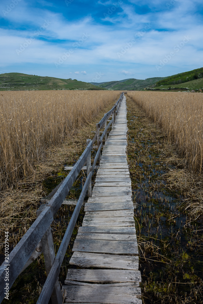 Path in endless reeds field; Sic, Romania