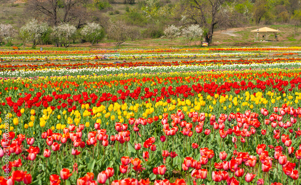 tulip in kashmir flora festival tulip in kashmir flora festival