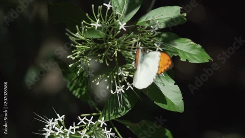 Great Orange Tip butterfly Hebomoia Glaucippe in Thailand - video in slow motion photo