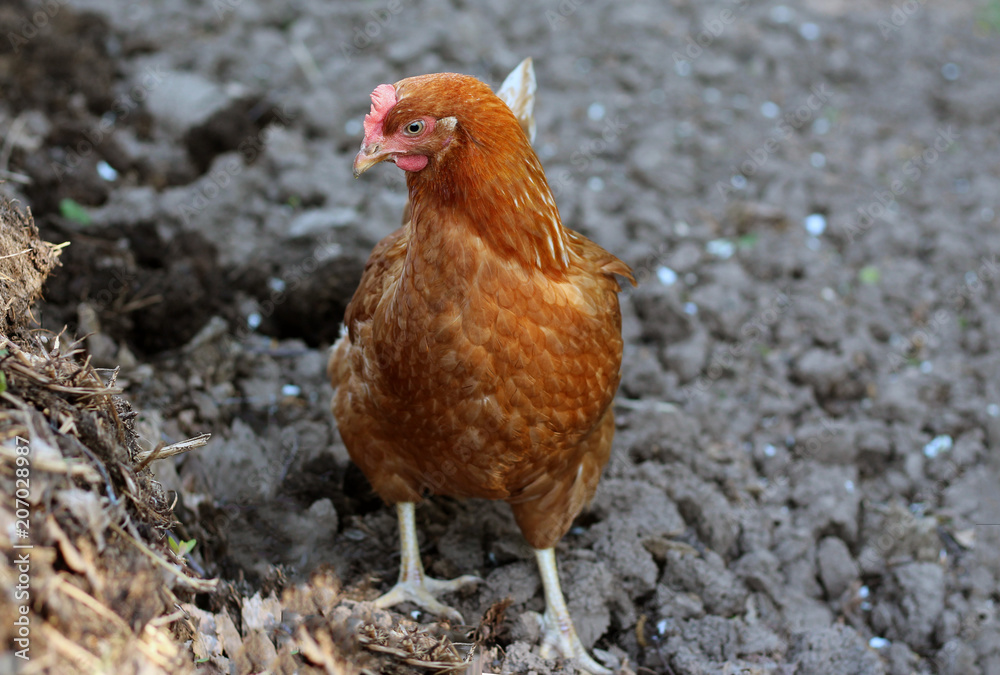 Fototapeta premium Chicken is looking for food in rural areas of Russia.