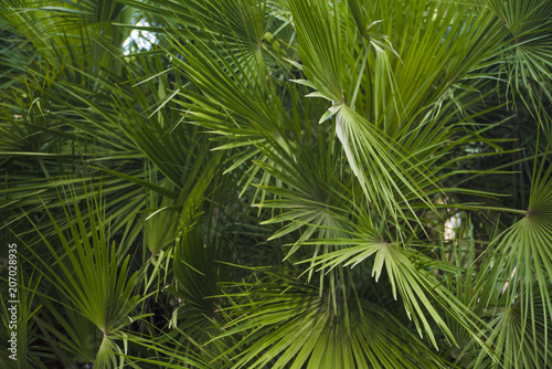 palm leaves overgrown with background