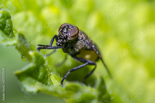 small fly in nature looks like with gas mask © Mario Plechaty