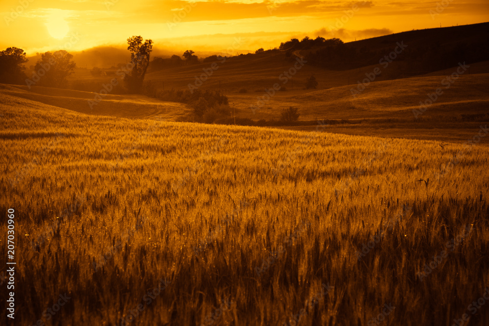 wheat field at sunset