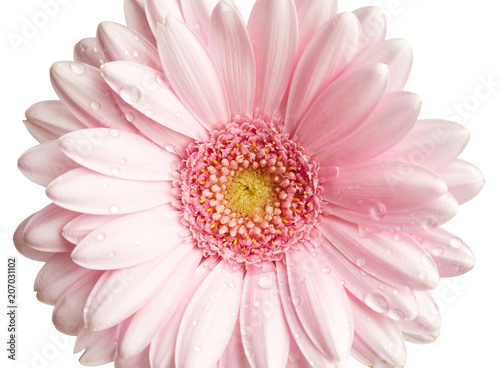 Fototapeta Naklejka Na Ścianę i Meble -  Pink gerbera flower isolated on white background