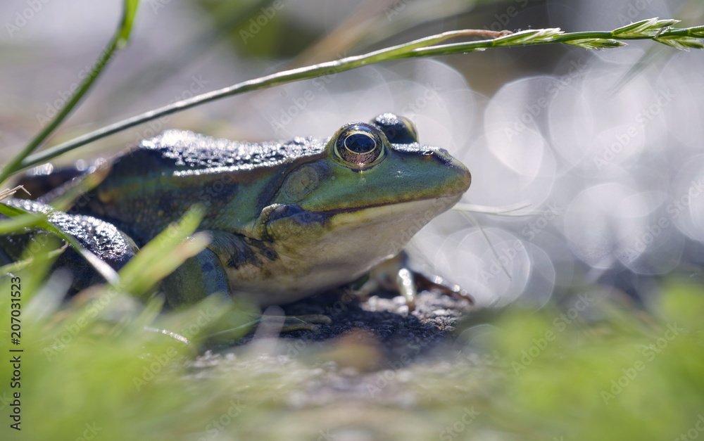 Obraz premium Frosch