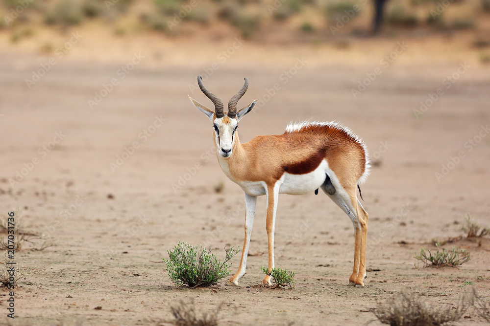 The springbok (Antidorcas marsupialis) adult male in the desert. Antelope on the sand with raised hairs on the back. The springbok (Antidorcas marsupialis) adult male in the desert. Antelope on the sand with raised hairs on the back.