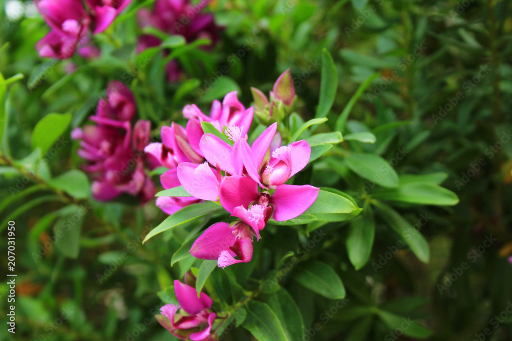 colourful pink flower in nature, Mallorca, Spain, Espana colourful pink flower in nature, Mallorca, Spain, Espana