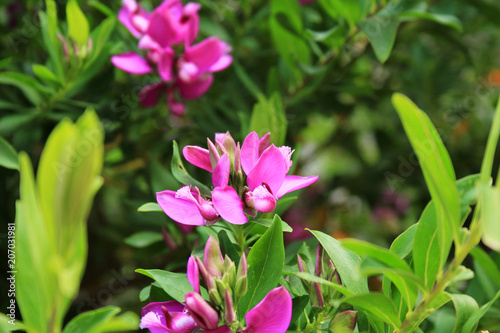 colourful pink flower in nature  Mallorca  Spain  Espana