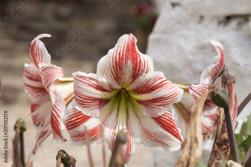 Fototapeta Naklejka Na Ścianę i Meble -  three striped lilies in red and white colors