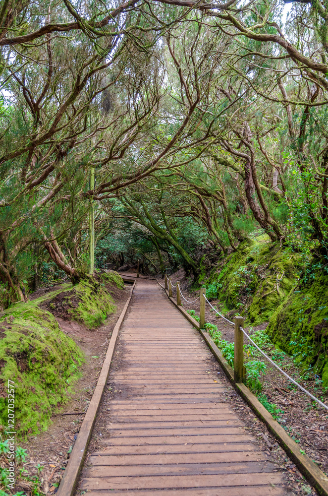 Hiking trail in the forest of Anaga, Tenerife, Canary Islands, Spain Hiking trail in the forest of Anaga, Tenerife, Canary Islands, Spain