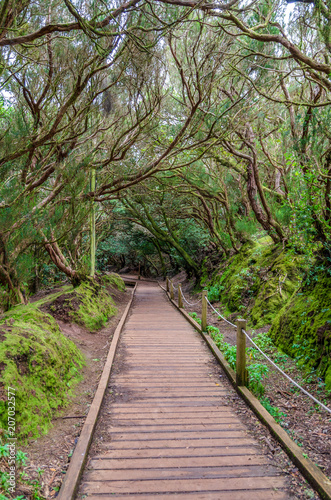 Hiking trail in the forest of Anaga  Tenerife  Canary Islands  Spain