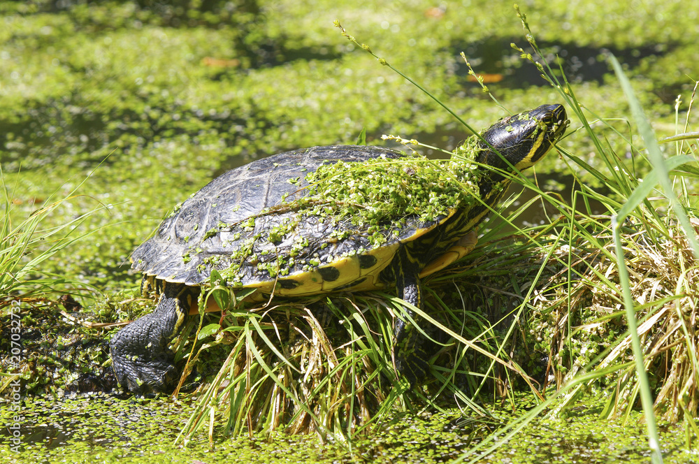 SUMPFSCHILDKRÖTE - Emys orbicularis SUMPFSCHILDKRÖTE - Emys orbicularis