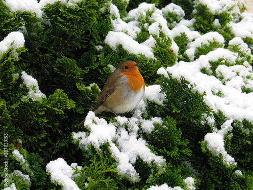 Rouge-gorge en hiver