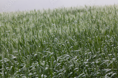 wheat field on foggy morning