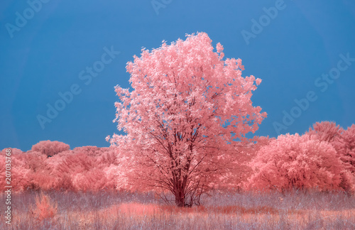 Photography Prairie and Single Large Tree in Color Infrared