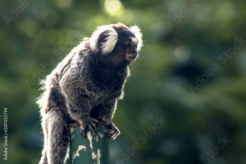 Small monkey popularly known as White-Tailed Sagittarius, Callithrix jacchus, in an area of Atlantic Forest in the neighborhood of Intrerlagos,  south of Sao Paulo photo