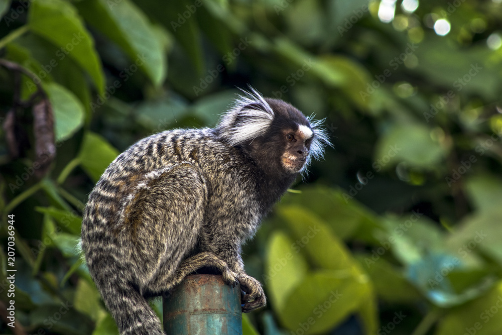 Small monkey popularly known as White-Tailed Sagittarius, Callithrix jacchus, in an area of Atlantic Forest in the neighborhood of Intrerlagos, south of Sao Paulo Small monkey popularly known as White-Tailed Sagittarius, Callithrix jacchus, in an area of Atlantic Forest in the neighborhood of Intrerlagos, south of Sao Paulo