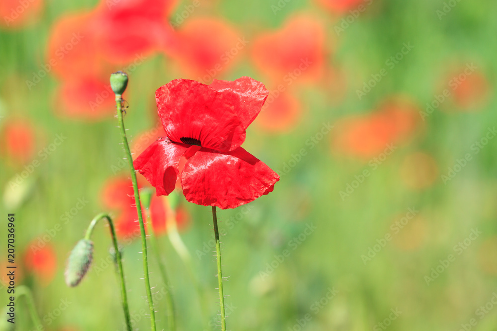 Fototapeta premium Red poppies in the field