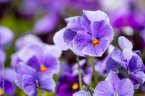Viola flowers in the garden