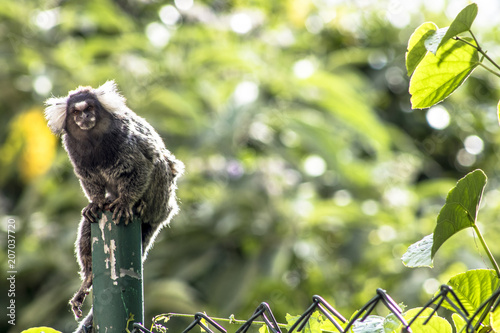 Small monkey popularly known as White-Tailed Sagittarius, Callithrix jacchus, in an area of Atlantic Forest in the neighborhood of Intrerlagos,  south of Sao Paulo photo