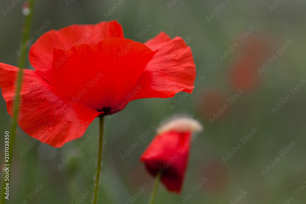 wild poppies - remembrance day, Anzac day wild poppies - remembrance day, Anzac day