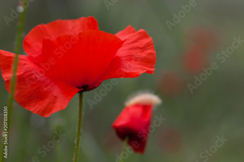 wild poppies - remembrance day  Anzac day
