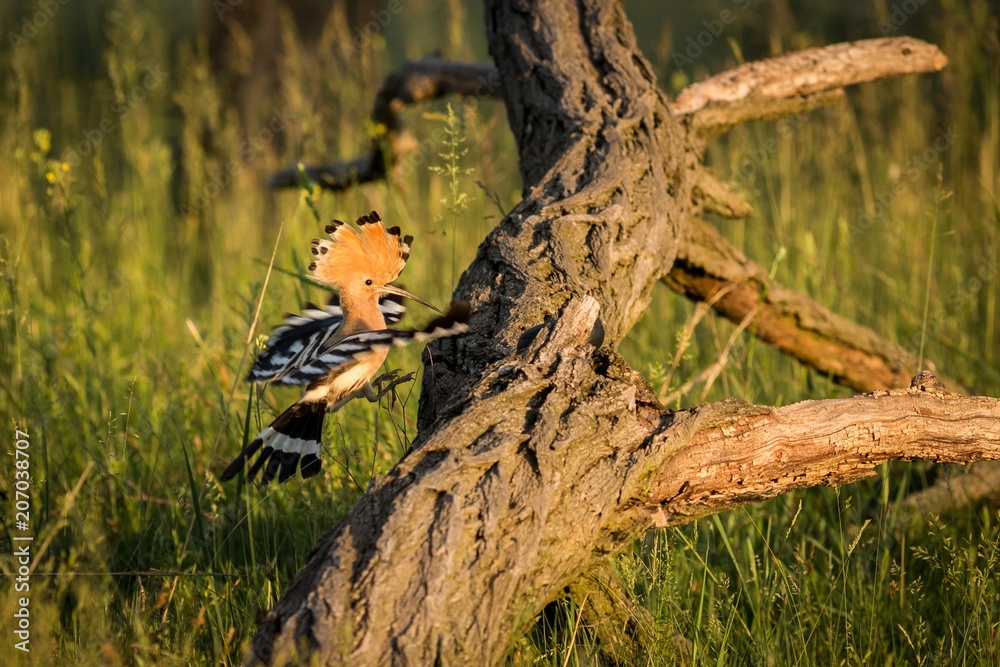 Fototapeta premium Flying Eurasian Hoopoe (Upupa Epops)