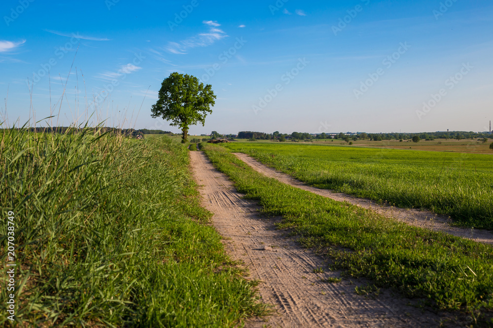 Fototapeta premium One tree on a background of blue sky