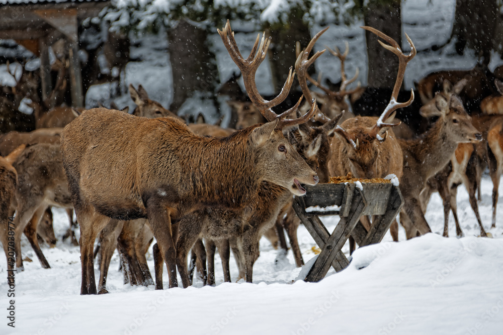 Deers in winter..Hirsche im Winter. Deers in winter..Hirsche im Winter.
