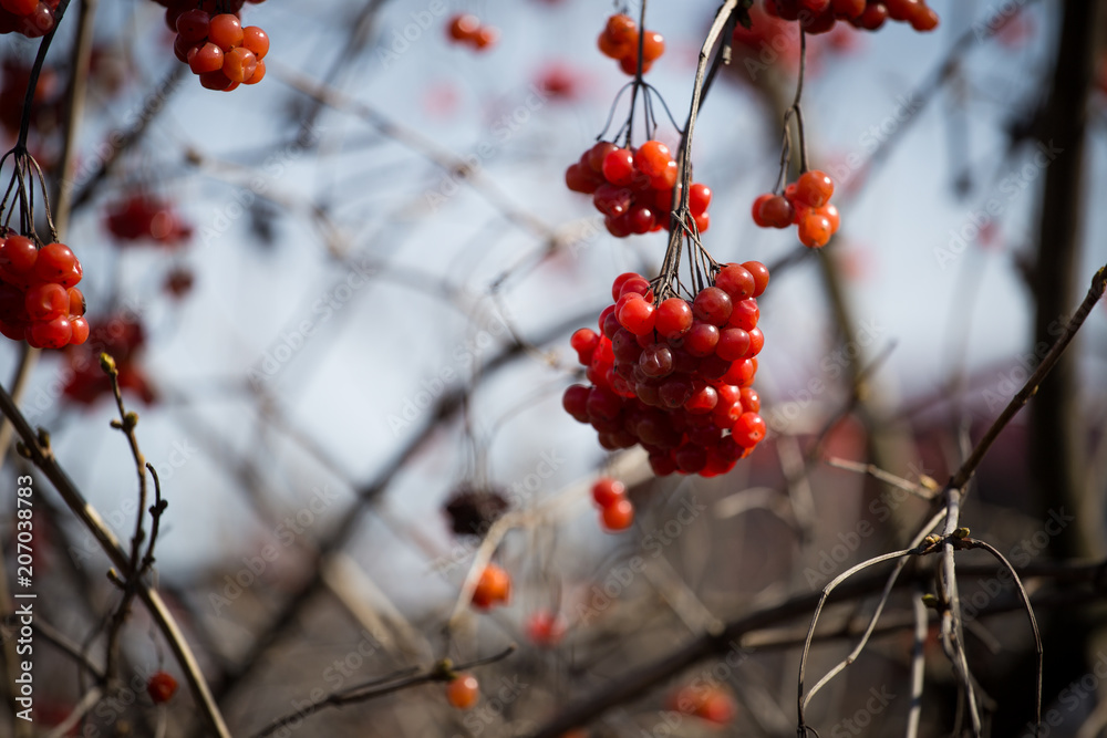 Red large viburnum on a branch close-up Red large viburnum on a branch close-up