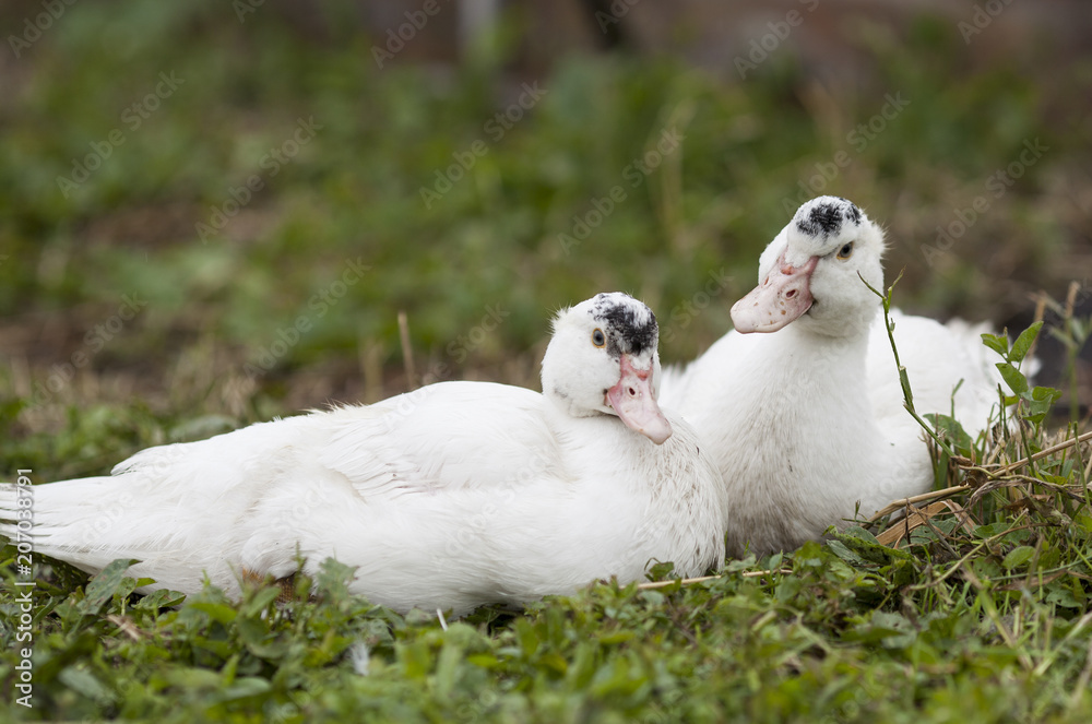 Domestic ducks have a rest on the nature Domestic ducks have a rest on the nature
