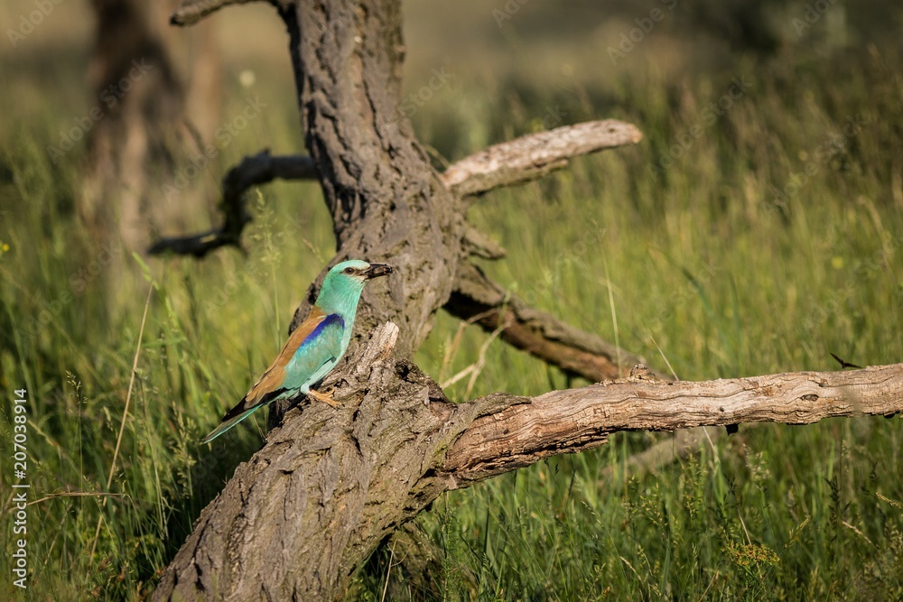Naklejka premium European Roller (Coracias garrulus) sitting on a branch