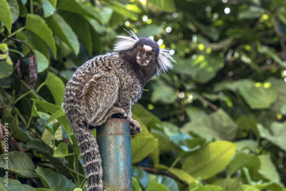 Small monkey popularly known as White-Tailed Sagittarius, Callithrix jacchus, in an area of Atlantic Forest in the neighborhood of Intrerlagos, south of Sao Paulo Small monkey popularly known as White-Tailed Sagittarius, Callithrix jacchus, in an area of Atlantic Forest in the neighborhood of Intrerlagos, south of Sao Paulo