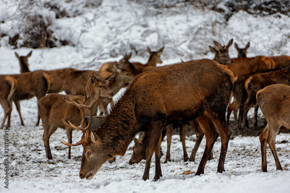 Deers in winter..Hirsche im Winter.
