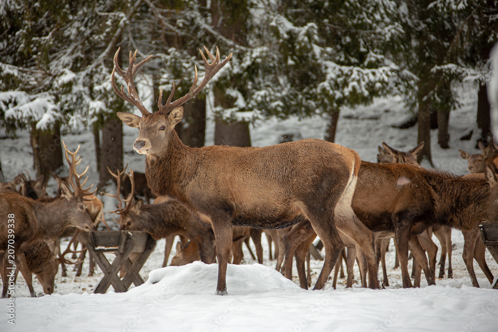 Fototapeta premium Deers in winter..Hirsche im Winter.