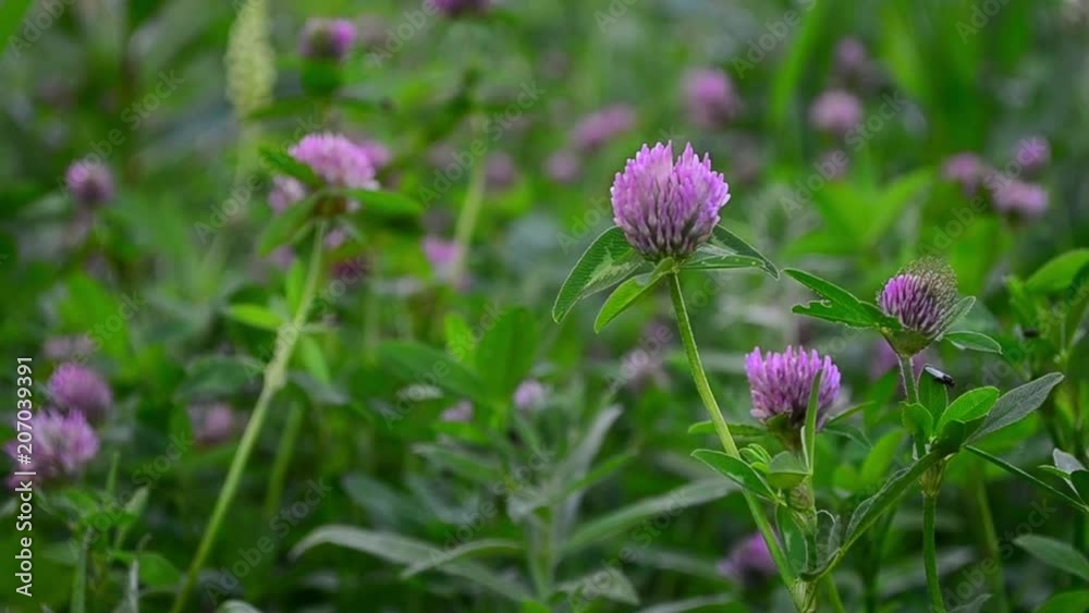 Trifolium, Trifolium pratense, red clover, flower Trifolium, Trifolium pratense, red clover, flower