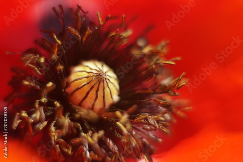 Red poppy close-up in summer sunny day 