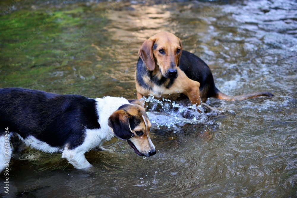 stray dogs refreshing on the creek water stray dogs refreshing on the creek water