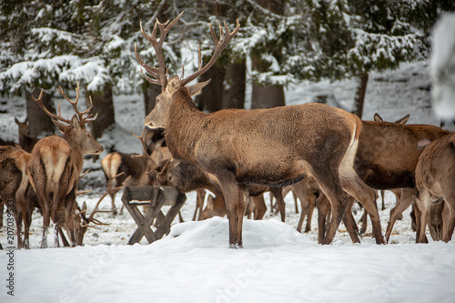 Deers in winter..Hirsche im Winter.