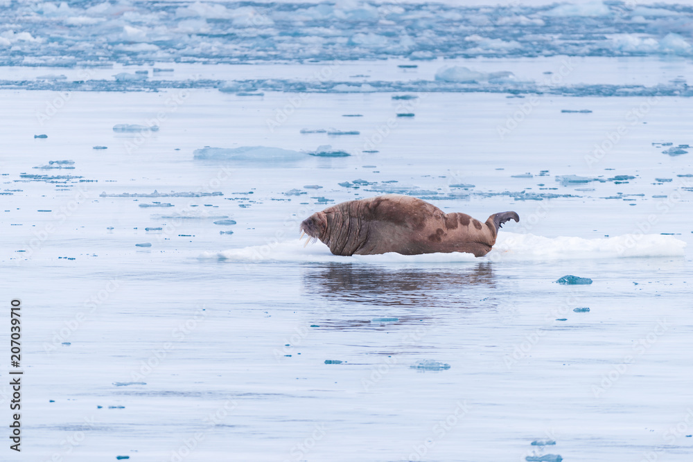 Fototapeta premium norway landscape nature walrus on an ice floe of Spitsbergen Longyearbyen Svalbard arctic winter polar sunshine day sky