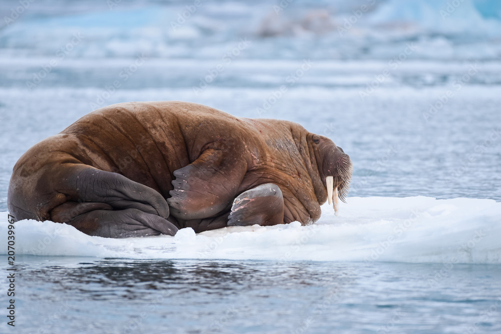 Fototapeta premium norway landscape nature walrus on an ice floe of Spitsbergen Longyearbyen Svalbard arctic winter polar sunshine day sky