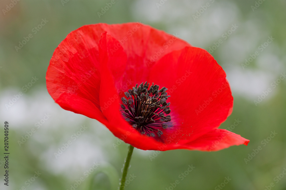 wild poppies - remembrance day, Anzac day wild poppies - remembrance day, Anzac day