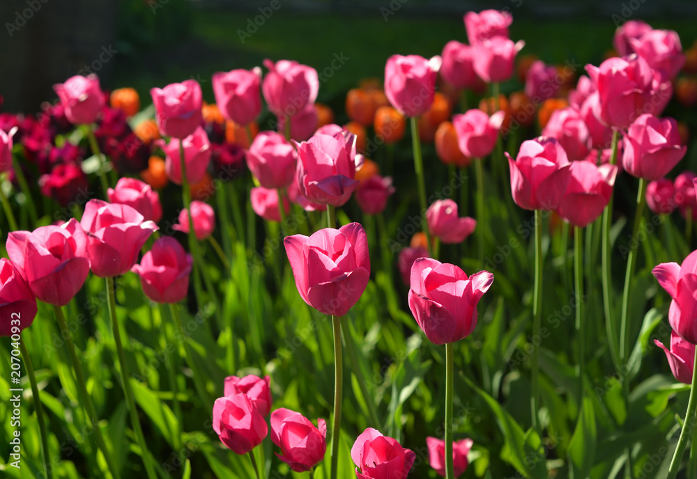 Blossoming tulips background.