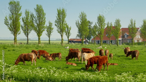Rinder und Kühe weiden auf grüner Wiese vor einem Bauernhof in Holland bei Sonnenschein