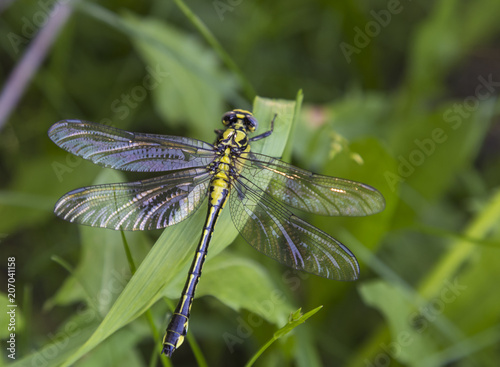 Dragonfly close-up on a blurred green background