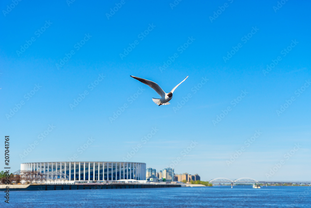 Seagull bird flies over the water against the blue sky and the stadium in Nizhny Novgorod in Russia